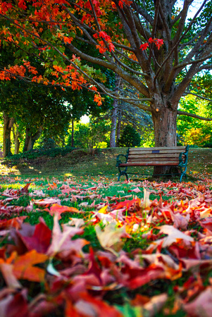 bench