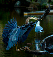 IMG_4935-Edit